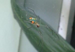 Spiders in Beaufort SC